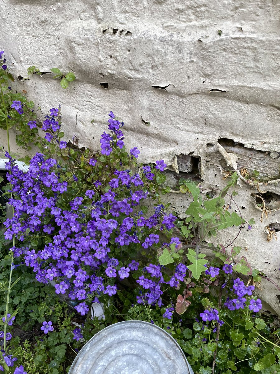 shaunyoung_'s tweet image. We aren’t what you call ‘#GreenFingered’ and let our little garden just do it’s ‘thing’ but so happy &amp;amp; grateful we have our little piece of nature to relax &amp;amp; enjoy….🌱🪻🌸🌺🌿🐝☀️😎 #SeedsForBees @38degrees #OurLittlePieceOfNature #Happy #Grateful