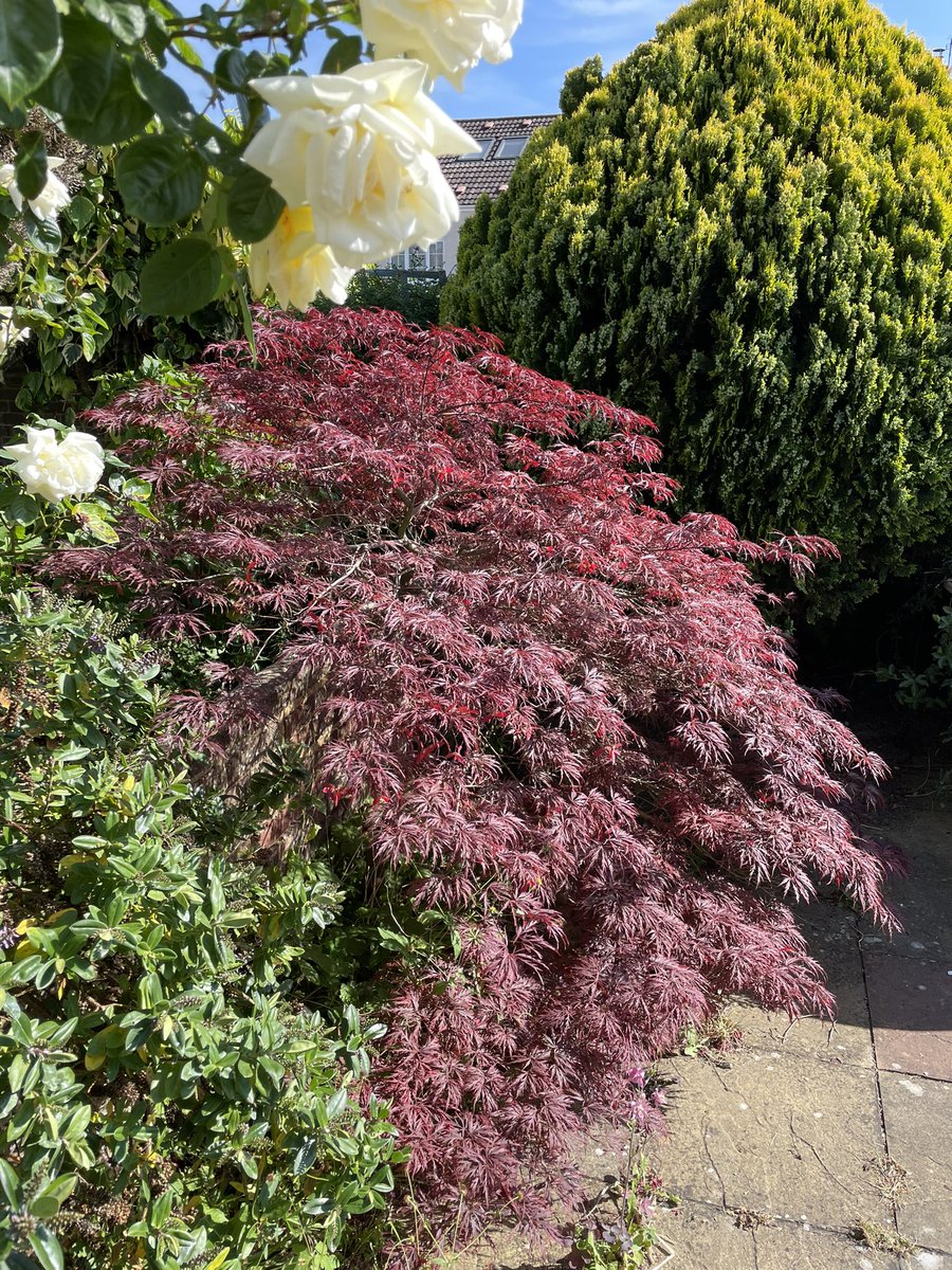 shaunyoung_'s tweet image. We aren’t what you call ‘#GreenFingered’ and let our little garden just do it’s ‘thing’ but so happy &amp;amp; grateful we have our little piece of nature to relax &amp;amp; enjoy….🌱🪻🌸🌺🌿🐝☀️😎 #SeedsForBees @38degrees #OurLittlePieceOfNature #Happy #Grateful