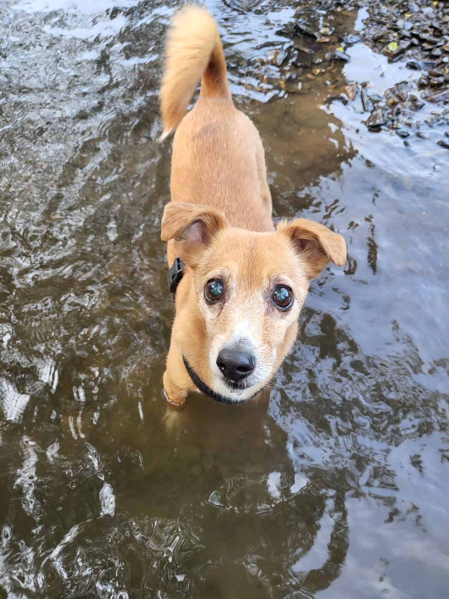 Isawithglitter's tweet photo. Den Tag am Bach ausklingen lassen und die Hunde glücklich gemacht. 🥰
#hundeliebe #hunde https://t.co/5Ga3ca56Mx