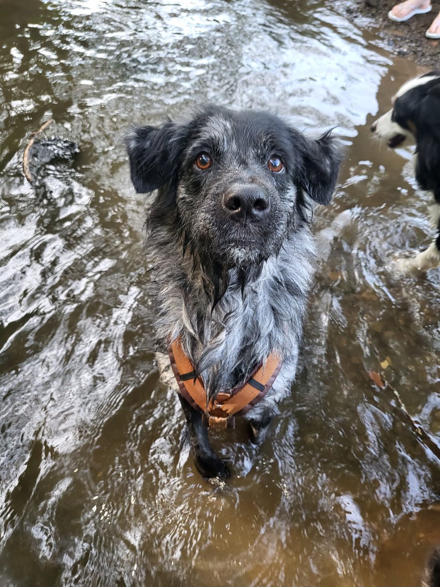 Den Tag am Bach ausklingen lassen und die Hunde glücklich gemacht. 🥰
#hundeliebe #hunde