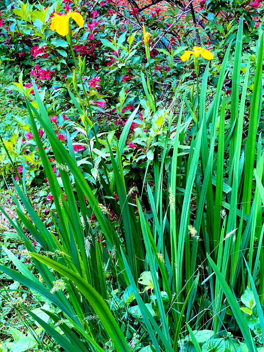 #YellowFlag #Irises are blooming. #Springtime #Outdoors #Gardening #Garden #Plants #Iris #Spring #MyPlants2023 #plant #flowers #flowergarden #springblooms #springflowers #iris #plantlife #yellowflowers #yellowiris #flowerbeds #flowergarden #plantlover #springtimememories #NC