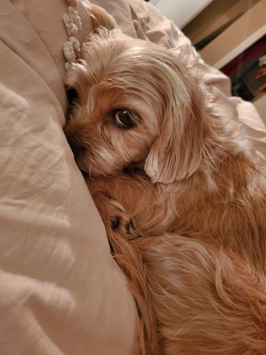 Bombastic Side Eye... 
Oh my Sir "Ollie" Olivier, the drama. 
#puppy #dogsoftwitter #sideeye