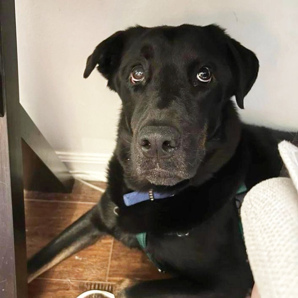 ADOPT: Jakobe!

Y’ALL. Look at those sweet eyes… What a muffin. This cute fella loves car rides, taking strolls and sitting or fetching too. Who’s ready to meet your new best friend at <a href="/NashAnimalCare/">MACC Nashville</a>? ✌️❤️🐶

#adoptdontshop #adoptme #tinybutmighty