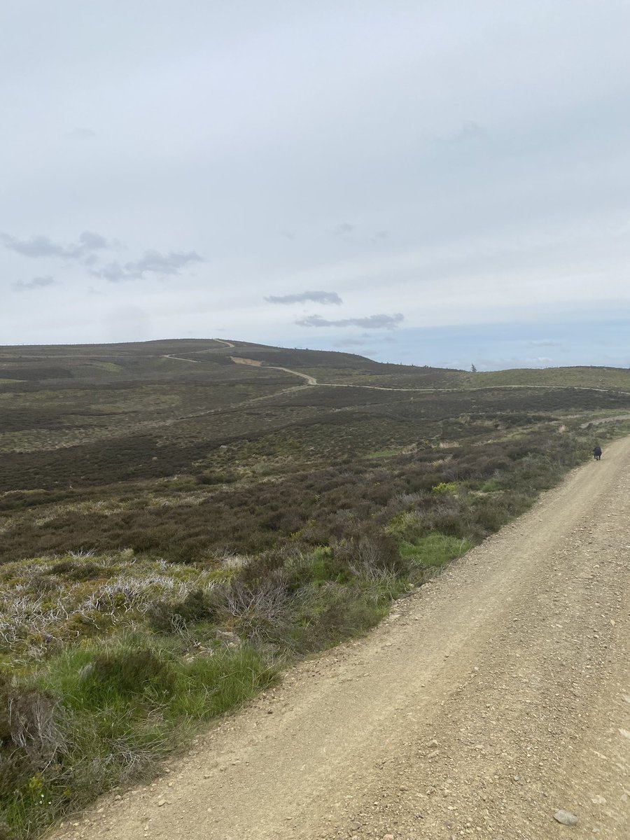 Isla Cowe tweet media