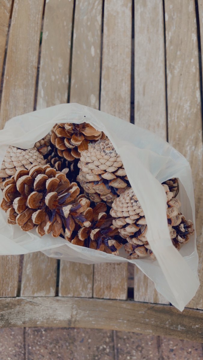 Only an EYFS teacher would fill a clean poo bag with fir cones whilst out on a dog walk 🤣 #eyfs