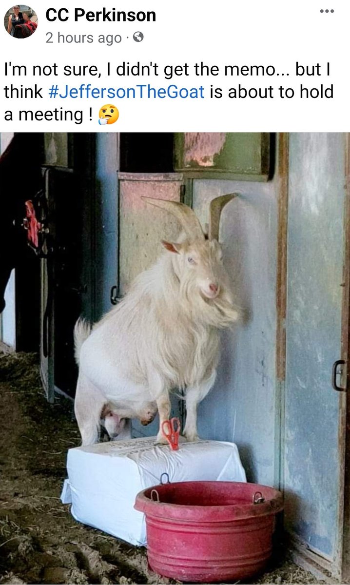 CcPerkinson's tweet image. This guy! G.O.A.T 🤪