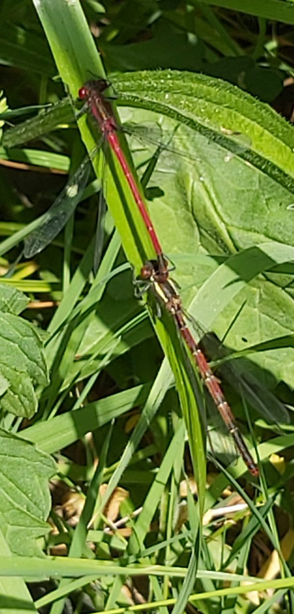 2 breeding Red Damselfly pairs at our pond today. Plus the Azure Damselflies have been here too & lots more. #ILoveBugs