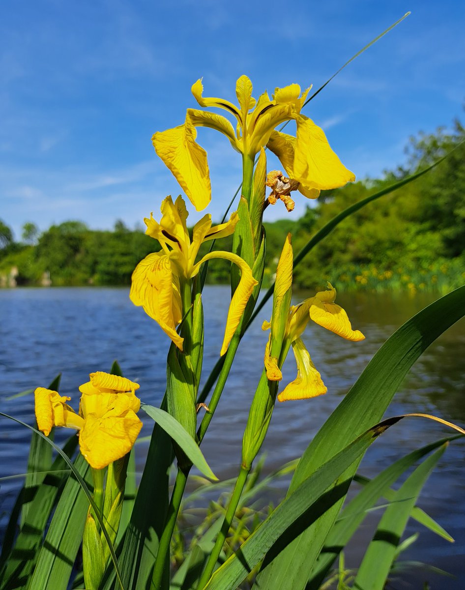 Yellow Iris, blue skies, and lake for a totally tranquil & uplifting scene. Hope you are all having a wonderful weekend 💛💦💙 #SundayYellow #SolaceInNature