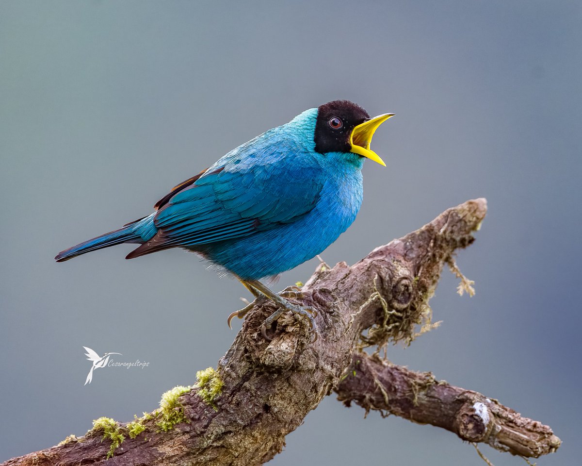 Este es un verdadero grito de libertad. 
Observemos las aves en su hábitat apoyando el turismo de naturaleza basado en la implementación de buenas prácticas de sostenibilidad.

🇨🇴Mielero verde
🇺🇸Green Honeycreeper
🔬Chlorophanes spiza
 #BirdsSeenIn2023 
#AvesDeColombia