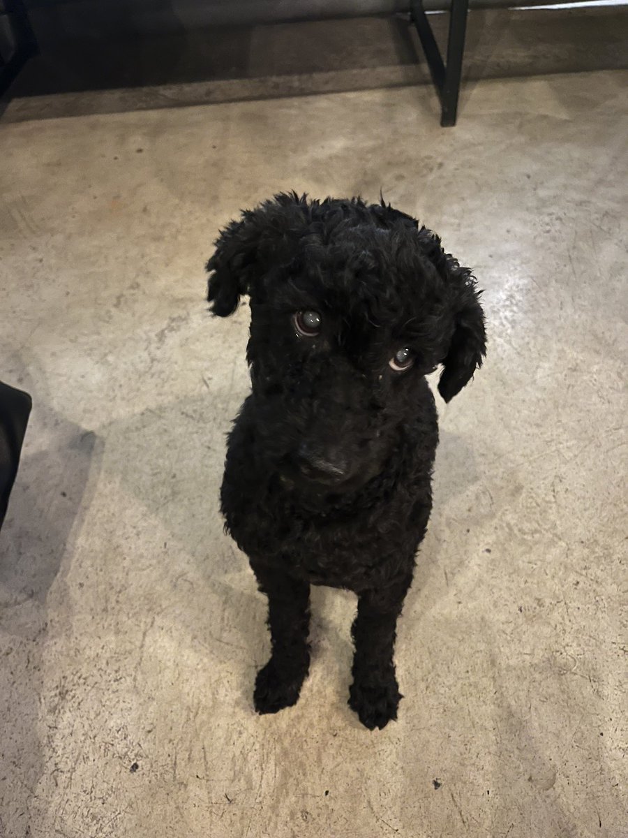 GRoncedo's tweet photo. Hola! En el howard jhonson está esta perrita embaraza y cieguita, la curaron de la sarna pero no se deja tocar mucho porque es muy miedosa. Si alguien puede ayudarla me ofrezco a ayudar económicamente pero no puedo llevarla. Gracias🙏 https://t.co/aK2MOkMFx5