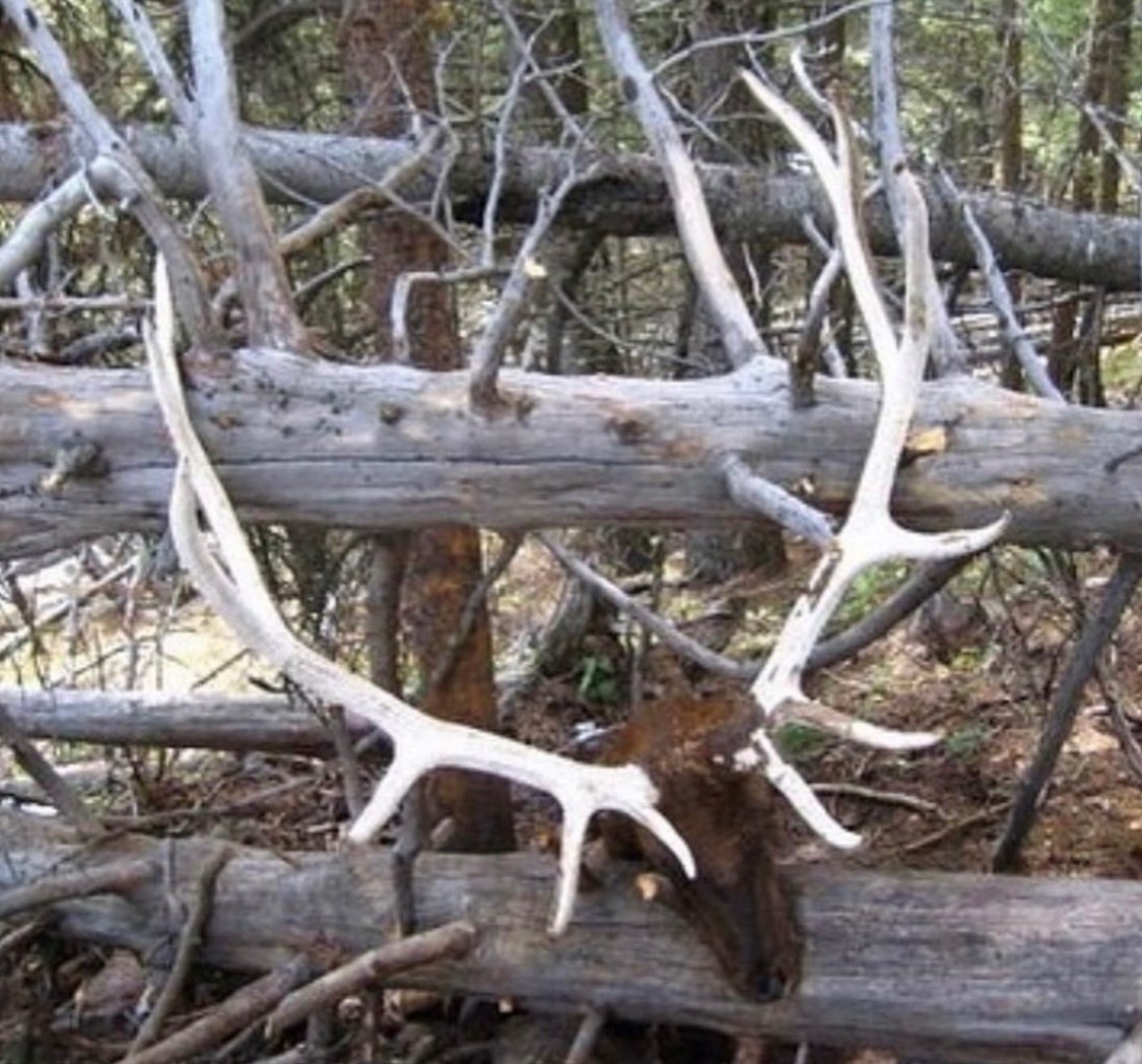 'Wrong place, wrong time for this buck and bull.' - Shared by @MuleyFreak 

#FindYourAdventure #hunting #accident #deer #deerhunting #muledeer #elk #elkhunting #bullelk #outdoors