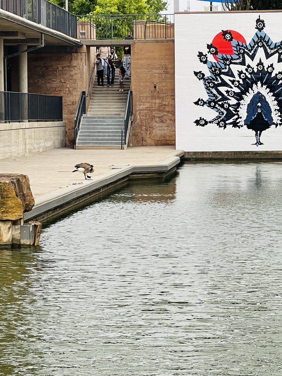 @OKWildlifeDept the is a goose limping around in Bricktown by the riverwalk. Heard you have been contacted multiple times and still haven’t done anything…Please take care of this animal. @BricktownOKC #animalsneedlovetoo