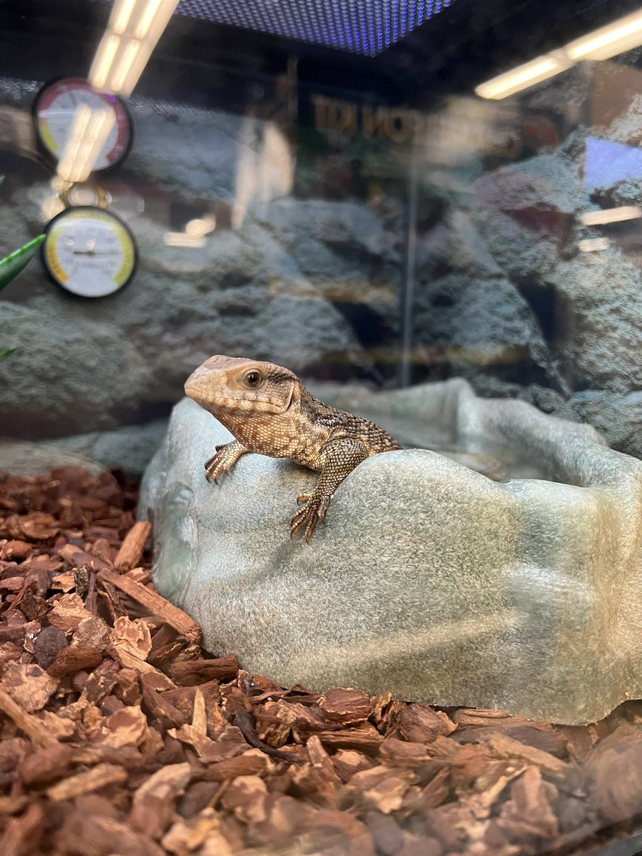 TheChelseaMotel's tweet photo. incase you were wondering the lizard situation at the petco in middletown is absolutely phenomenal https://t.co/U7ToqHwgP8