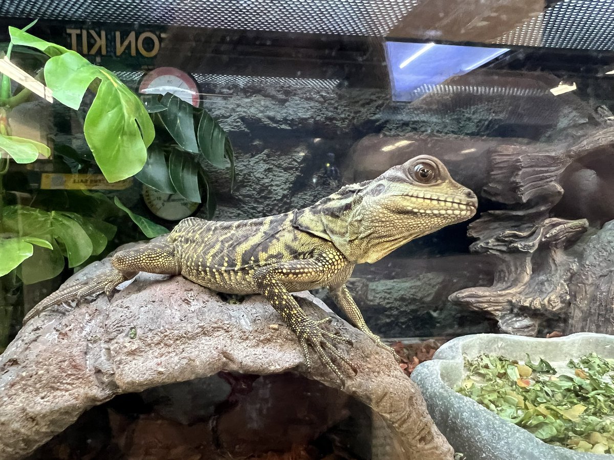 TheChelseaMotel's tweet photo. incase you were wondering the lizard situation at the petco in middletown is absolutely phenomenal https://t.co/U7ToqHwgP8