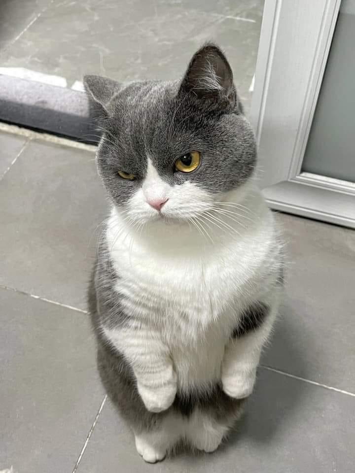 ThePhilosopurr's tweet photo. #ThatFaceYouMakeWhen they say it’s not time to eat… https://t.co/qSe2N8Q82r