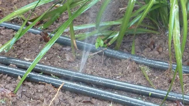 Before you use a drip irrigation system, consider these #gardentips to find the best for your #landscaping.  cpix.me/a/170446182