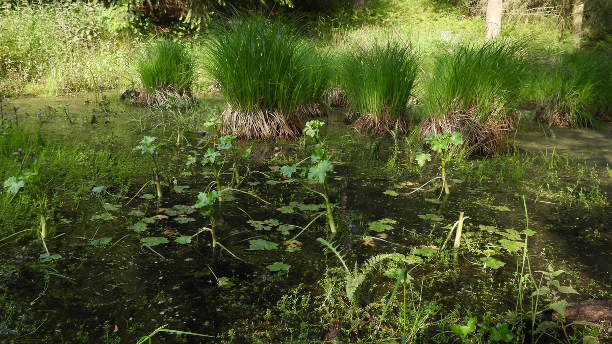 numenini's tweet photo. In one pingo a few rafts of, I think, Thread-leaved Water Crowfoot (Ranunculus trichophyllus)?
Also, in others, quite a bit of Celery-leaved Buttercup (Ranunculus sceleratus) not yet in flower.
#pingos #breckland #norfolk #Stonebridge #Wildflowerhour #TwitterNatureCommunity 5/5 https://t.co/xSaYdQPqX4