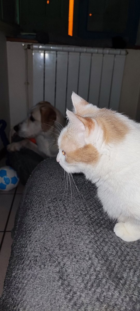 JohnDuSud12's tweet photo. Voilà mais deux bébé Miaouss et Okami 🤩 #smile #mydog #myka #goodvibes #goodnight https://t.co/bXDQNRtSit