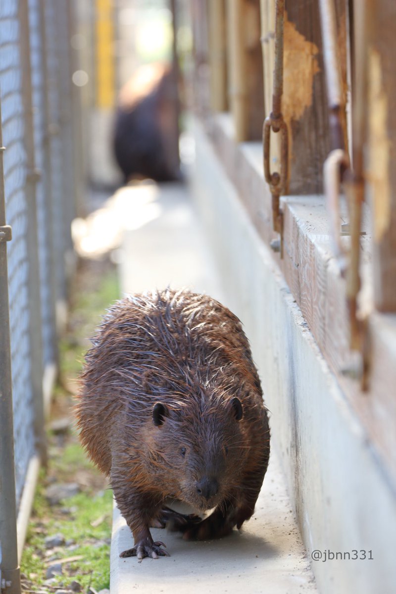 裏道をゆく。

#アメリカビーバー
#トリアスふれあい動物園
2023/4/8  トリアスふれあい動物園