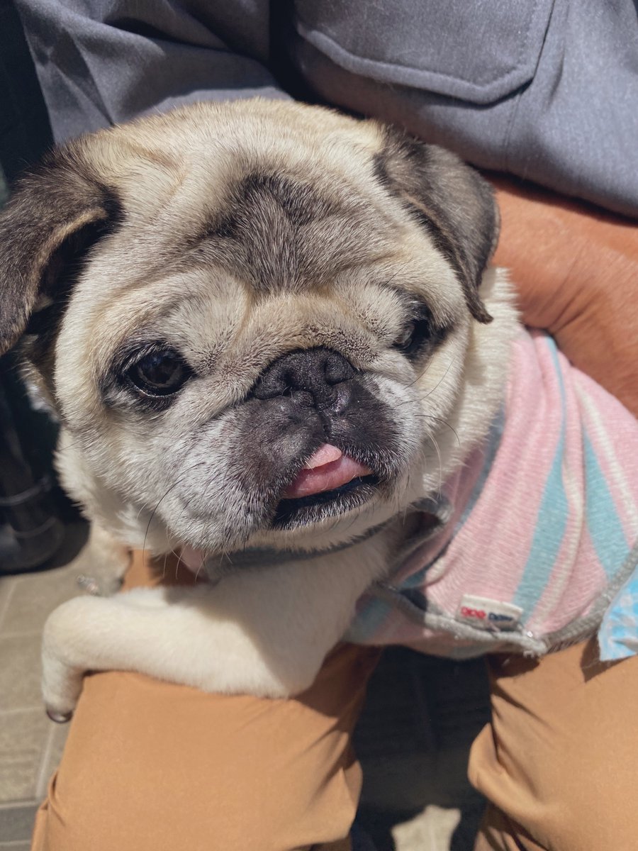 富士山のような舌🗻