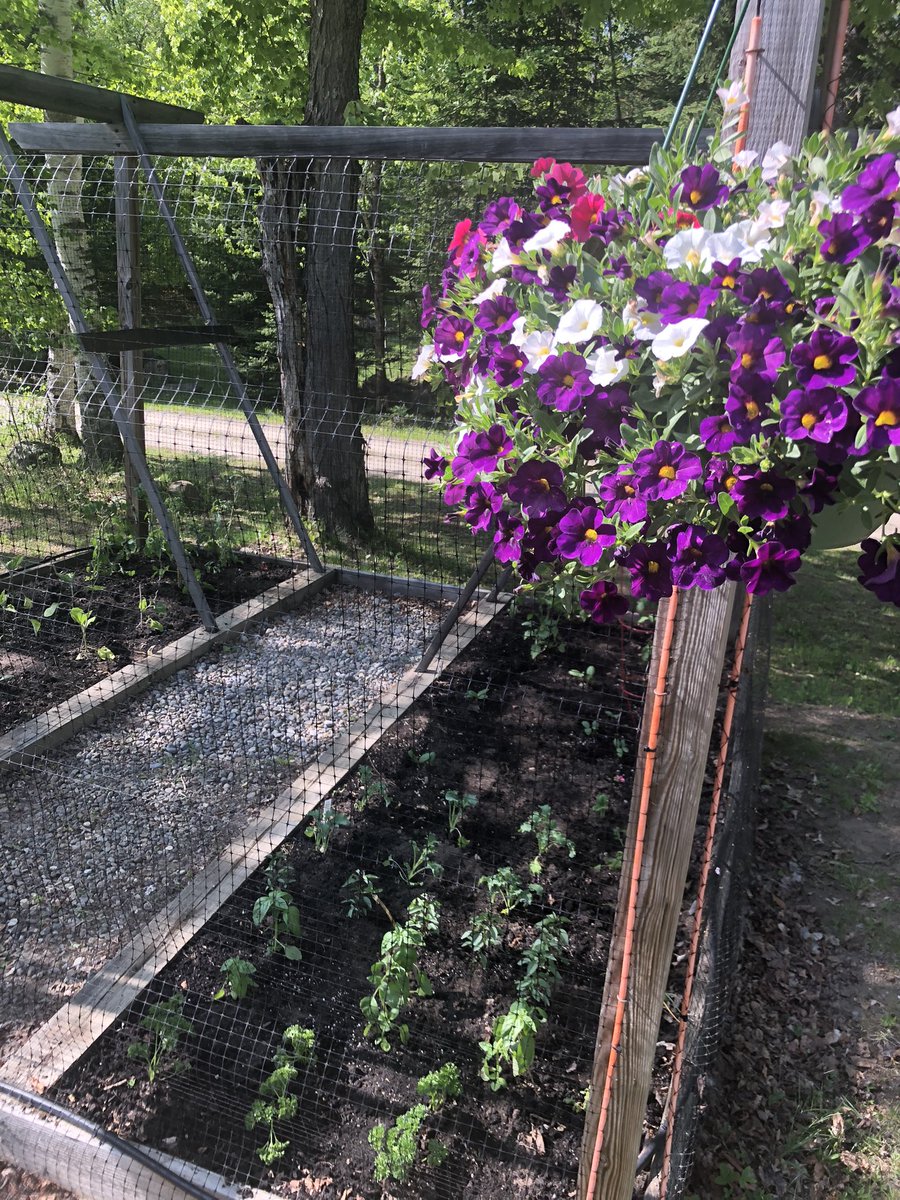 Garden is in!  Any good beta on arugula in the Tri-Lakes region of the 
#Adirondacks #GardenGoneWild