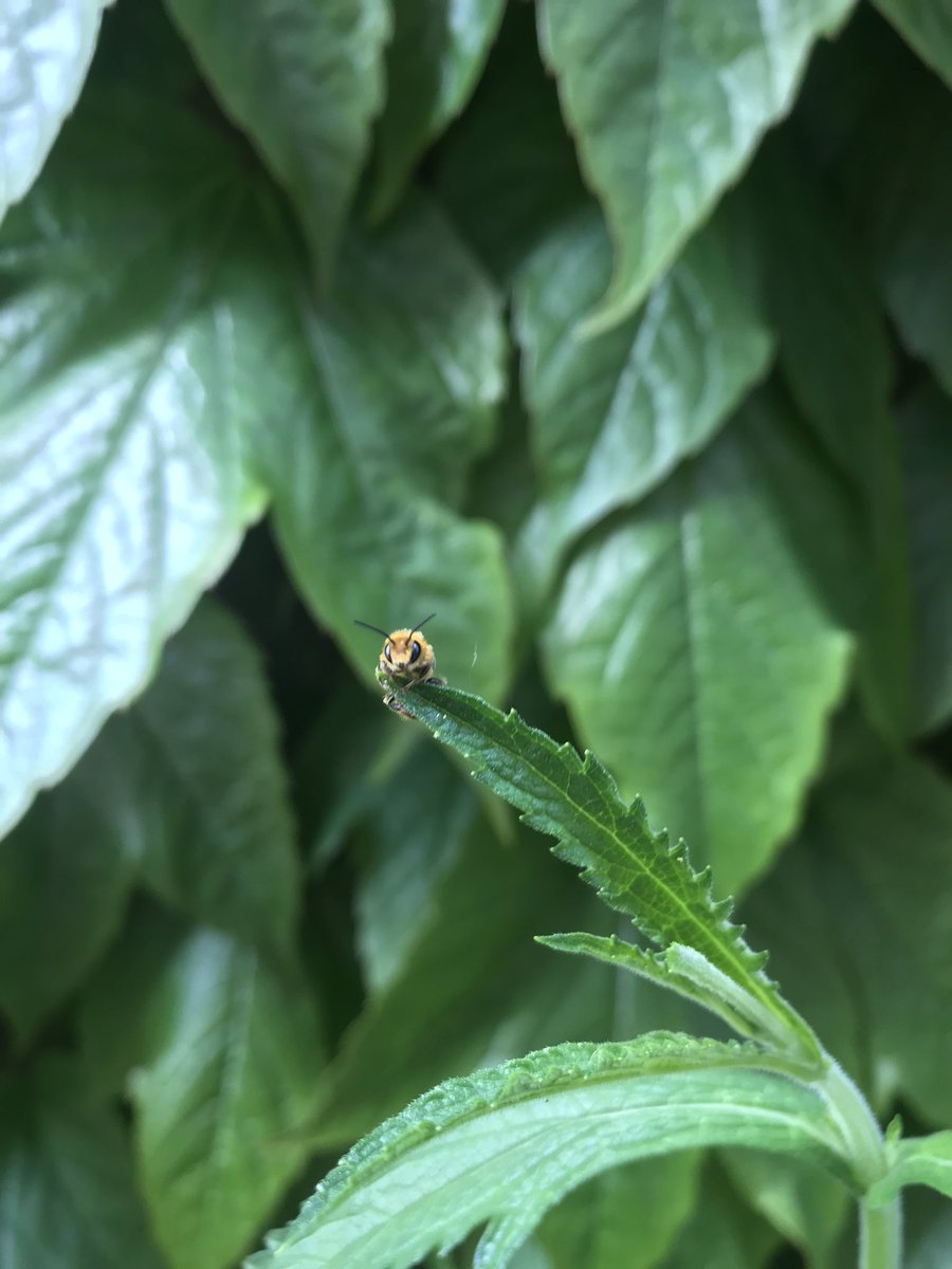 OhShaun's tweet photo. Can anyone identify this tiny little bee? It was barely 2cm long, holding onto this Verbena bonariensis. Their face is just π₯Ί in bug form #beetwitter #solitarybees https://t.co/DKrPuprxCX
