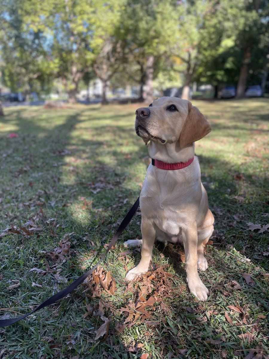 Recently our Sydney Expr3ssors! got to meet Miss Echo who is making great strides in her training to become a Guide Dog. This was her first time training outside in a park, learning how to navigate all the exciting and stimulating smells and sounds!
#GuideDogsAustralia #Expr3ss