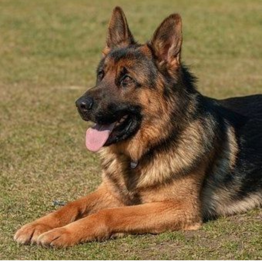 Quel nom lui donnerais-tu ??