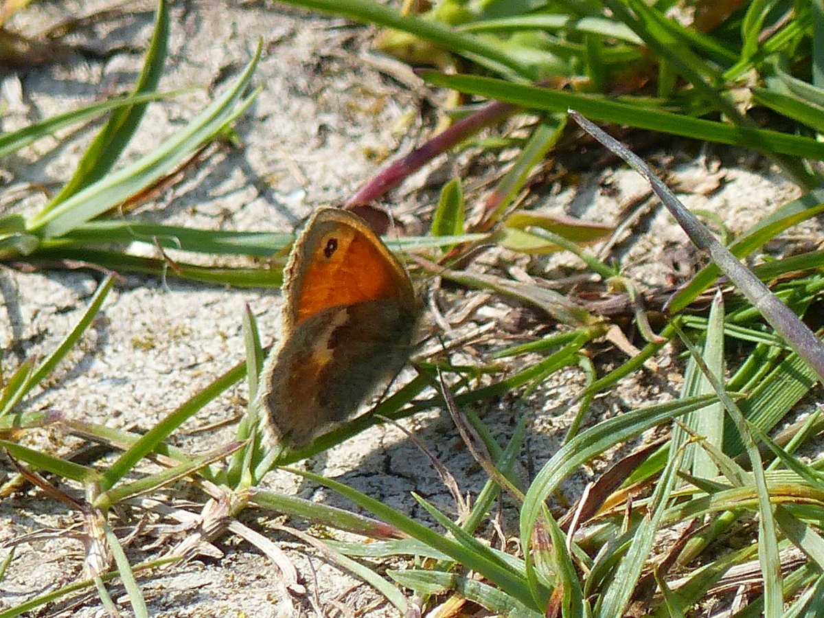 Finally a lively butterfly afternoon at Narborough railway line - Green Hairstreak, Brown Argus, Holly Blues, Small Heath, and Dingy Skippers which eluded the camera, plus Mother Shipton, Burnet Companion, Orange Tips, Brimstones and Cinnabars.