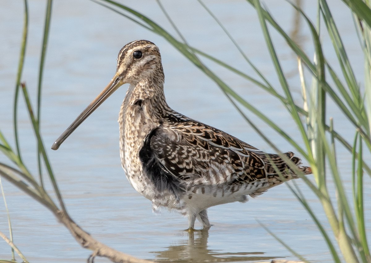 More on the wader theme. Common snipe. 
#birding #birdsseenin2023 #birds #birdphotography #wildlifephotography #birdwatching #BirdsOfTwitter