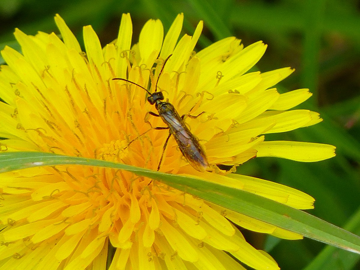 Also at Narborough, I think Green Pot Beetle Cryptocephalus aureolus, Pearl Lacewing maybe? Plus a Robberfly and Sawfly still to ID. Happy to be corrected! @Buzz_dont_tweet @NorfolkWT @NorfolkNats