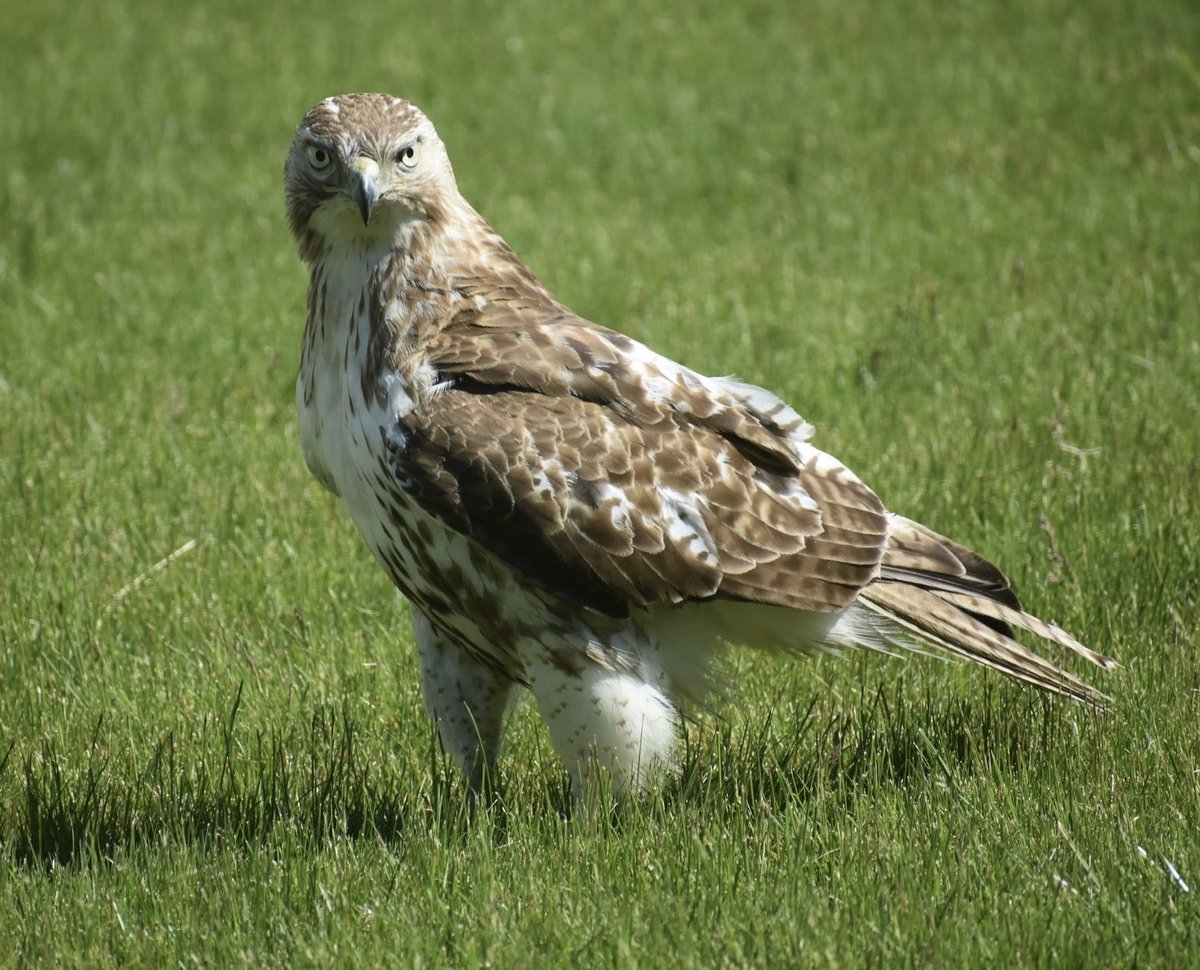 stevieO223's tweet photo. Red tailed Hawk.  Standing tall in the front yard.  Falmouth, MA.  #ThePhotoHour #CapeCodPhotography #BirdPhotography https://t.co/GCv0rciOsW