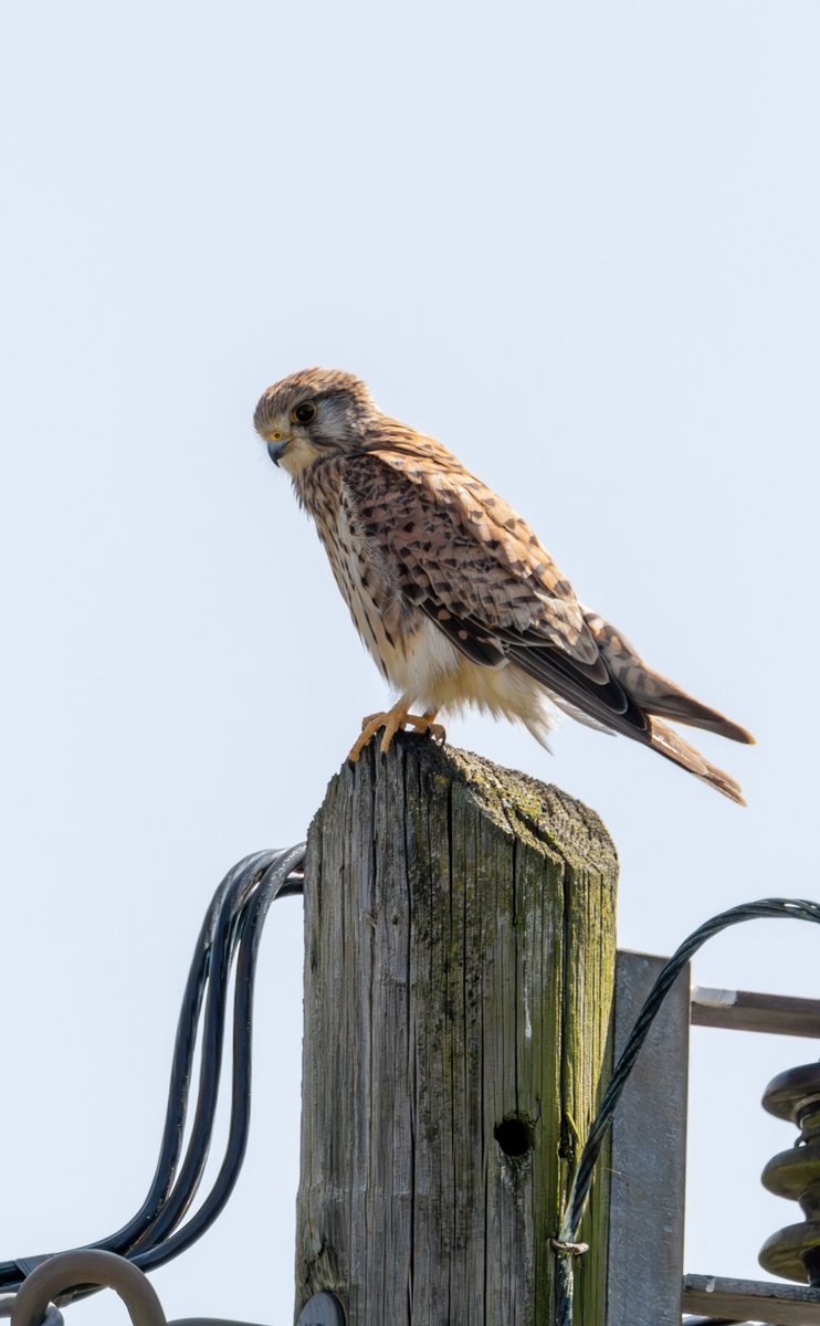 beakandlens's tweet photo. My best photo of a Common Kestrel yet! 

Don't see them all too frequently around here and I've never seen one perched! 

(NSG Behrendsgrund, Bielefeld Sennestadt, Germany)

#birds #bird #birding #birdphotography #birdsseenin2023 #birdsoftwitter #birdwatching #wildlifephotography https://t.co/wb0ypJxlwC
