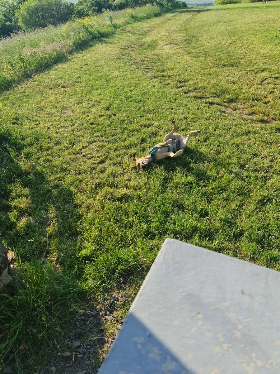 Charlie_denkt's tweet image. #Sport ✅️ done
#PostC *hat mich arg gebissen, heute - aber ich habe gewonnen ✅️
#H0nd glücklich ✅️
#day nice ✅️