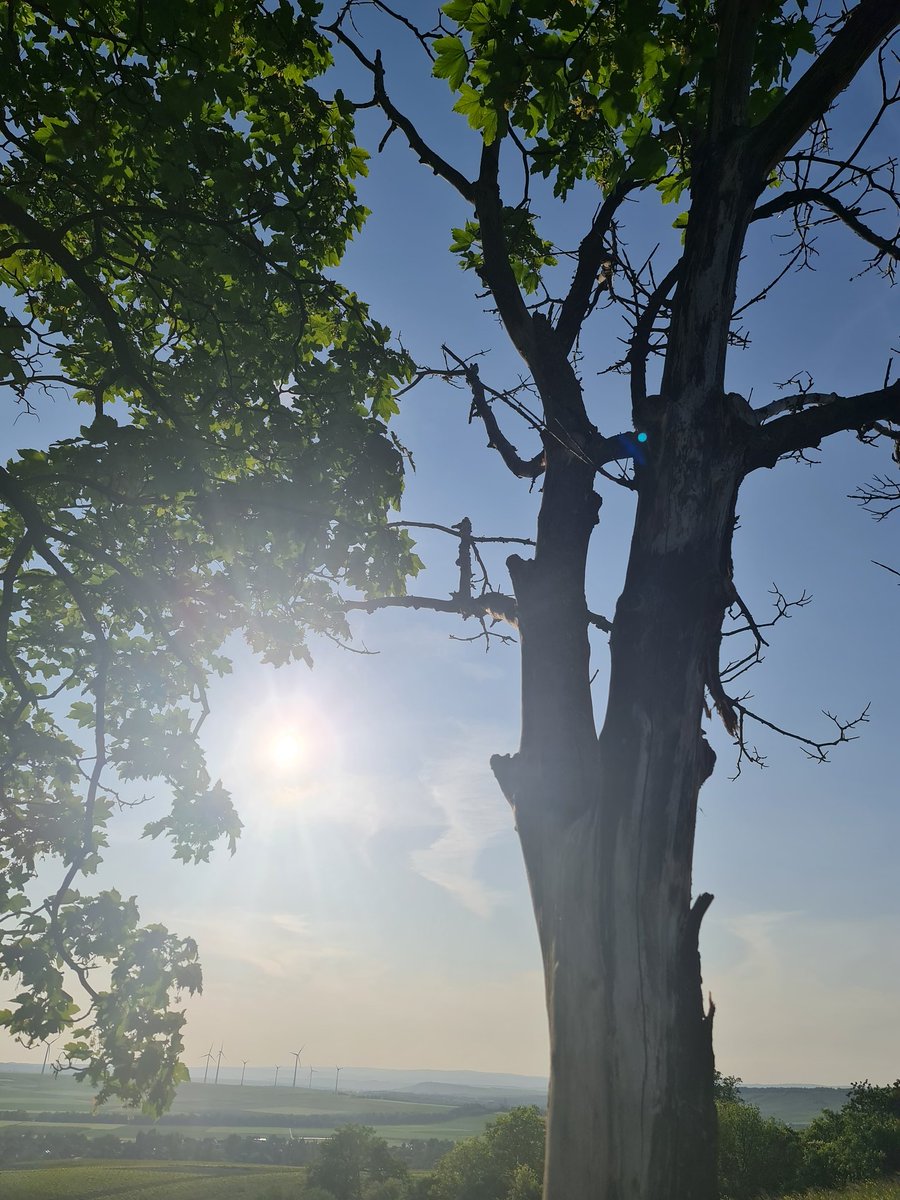 Charlie_denkt's tweet image. #Sport ✅️ done
#PostC *hat mich arg gebissen, heute - aber ich habe gewonnen ✅️
#H0nd glücklich ✅️
#day nice ✅️