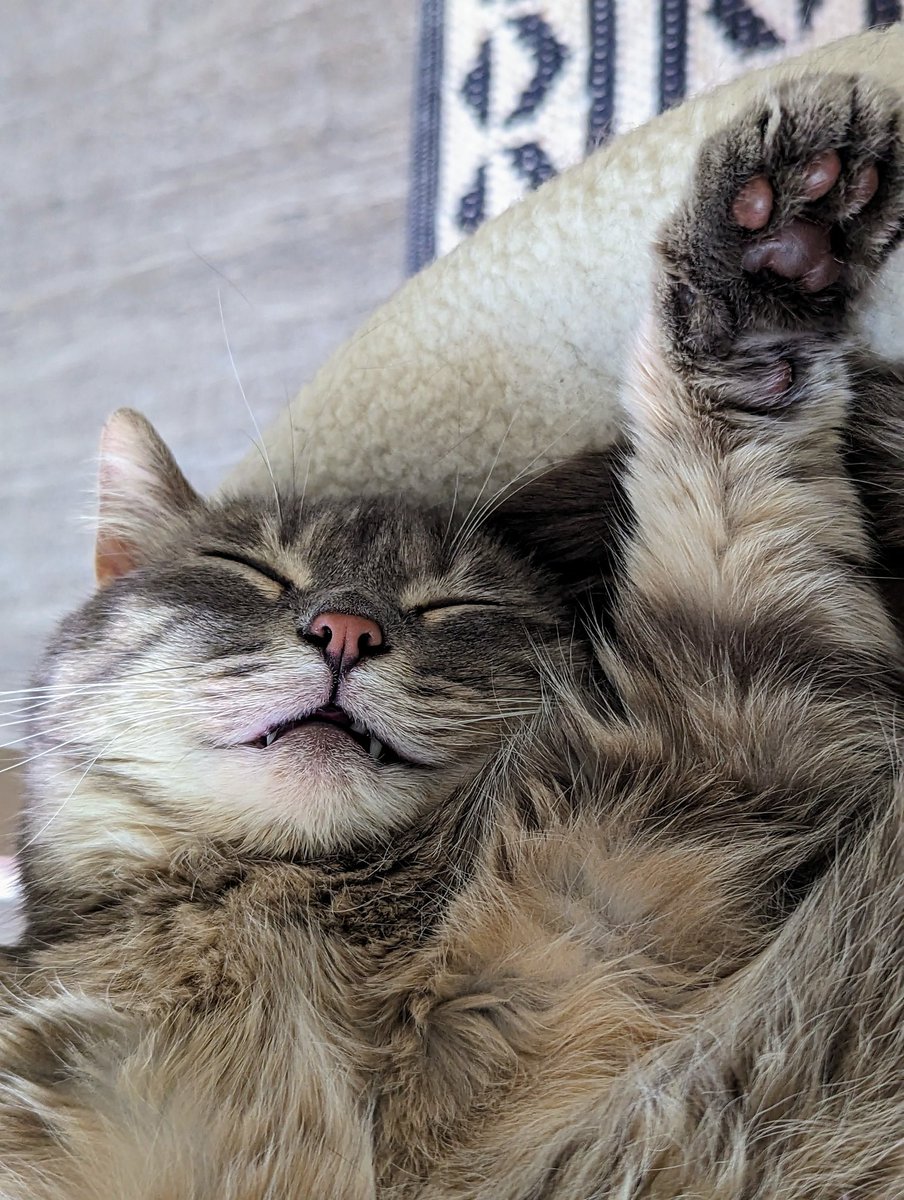 Are you kitten me 🥹 look at that lil toothy sleepy smile