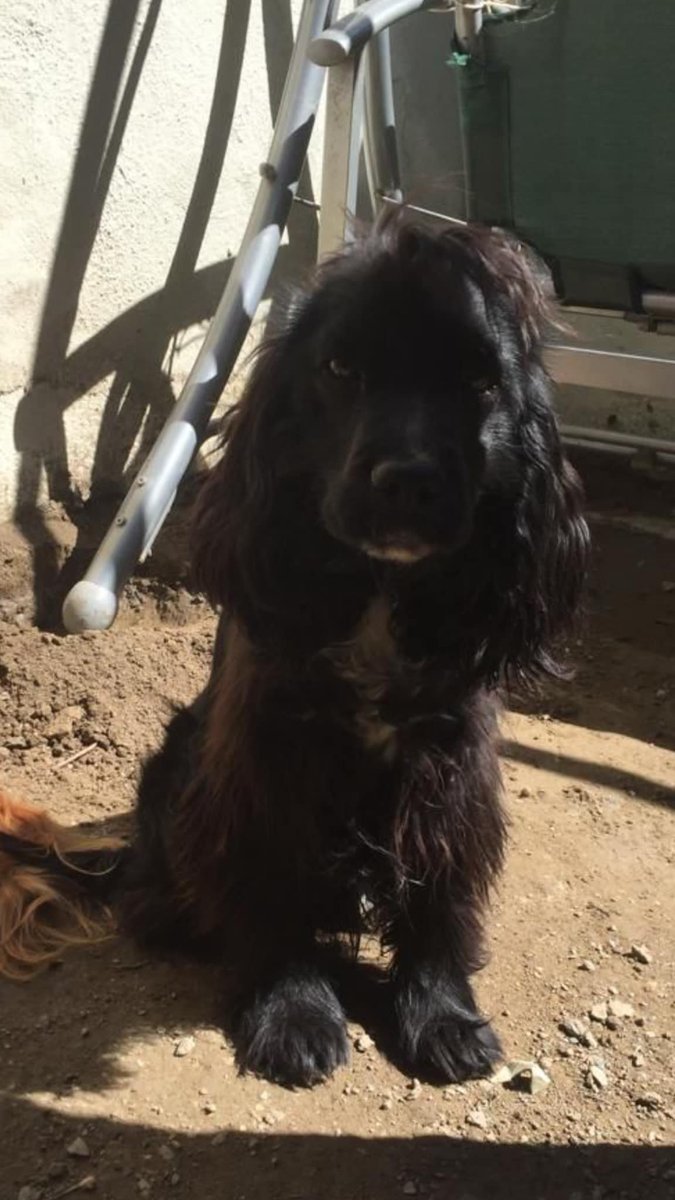 patiarkadas's tweet photo. 1 yaşında erkek gerçek bir safkan cocker cockerspaniel
çocuk.
Büyük bir hevesle alınıp , bahçenin bir köşesine atılmış. Sahipleri kesinlikle istemiyor.
Hatta beslemiyorlar bile, barınak a vereceklermiş🥺

https://t.co/DBSk35R8Q9

#SokakHayvanlarıSahipsizDeğil 
#istanbul https://t.co/i8reAAHP4b