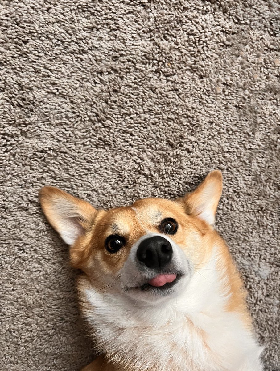 Curvyllama's tweet photo. Stop doom scrolling. Loaf says so. https://t.co/STBo5XN3HO