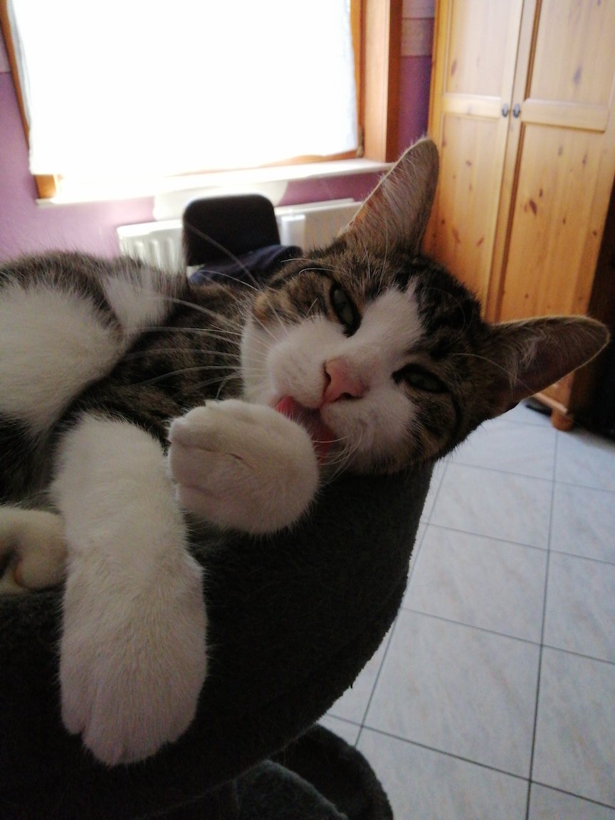 bartuscus's tweet image. cat pic.