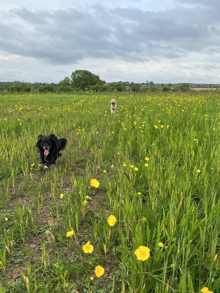 Back home from @The_RHS Chelsea Flower Show. Missed Loki & Murphy , had a lovely walk with them, appreciate the Buttercups In the fields even more now. ☺️🌼 @RSPCA_official #WildlifeFriend  #MissedMyDogs 🐶🐶