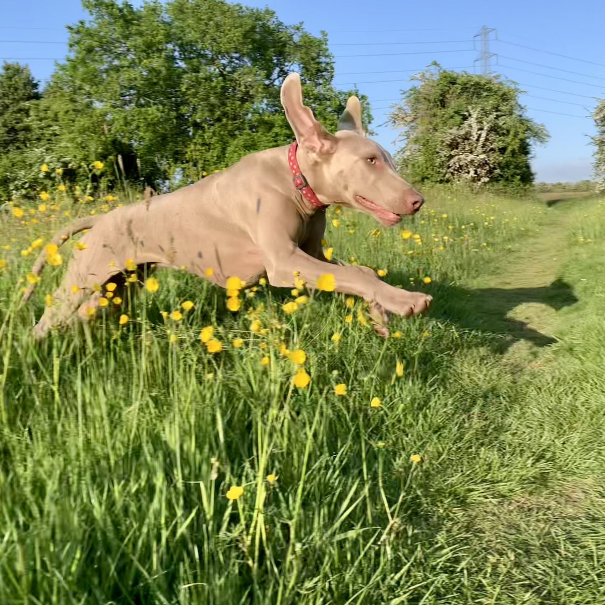 WillowWeimar's tweet photo. Me and my shadow in flight #dogsoftwitter https://t.co/5Y1lRDdZle