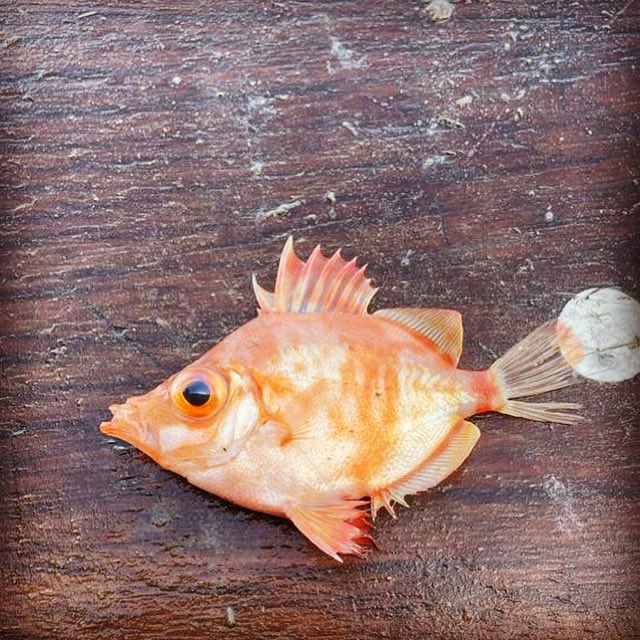 LBFCIC's tweet photo. Check out this little beauty, Boar fish use their tube like mouth to suck up crustaceans and worms and can grow to 25cm. #fish #fishing #lymebay #groundfish
📸 Aubrey Banfield #Fisherman #MeetOurMembers https://t.co/aNb1pTQHM8