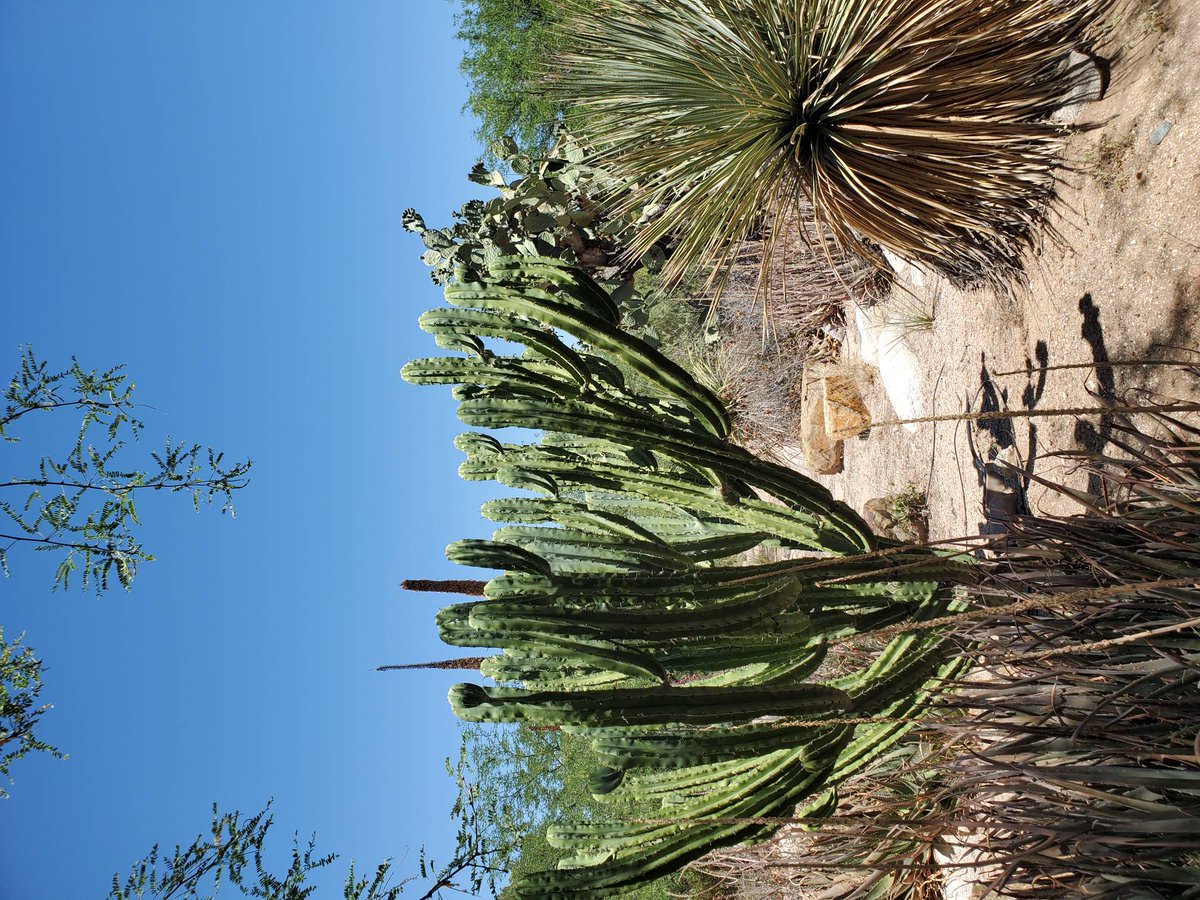 kpstrongman's tweet photo. The thing to do when in Tucson is to take pictures of interesting cactus 🌵. https://t.co/06tEDgRO5z