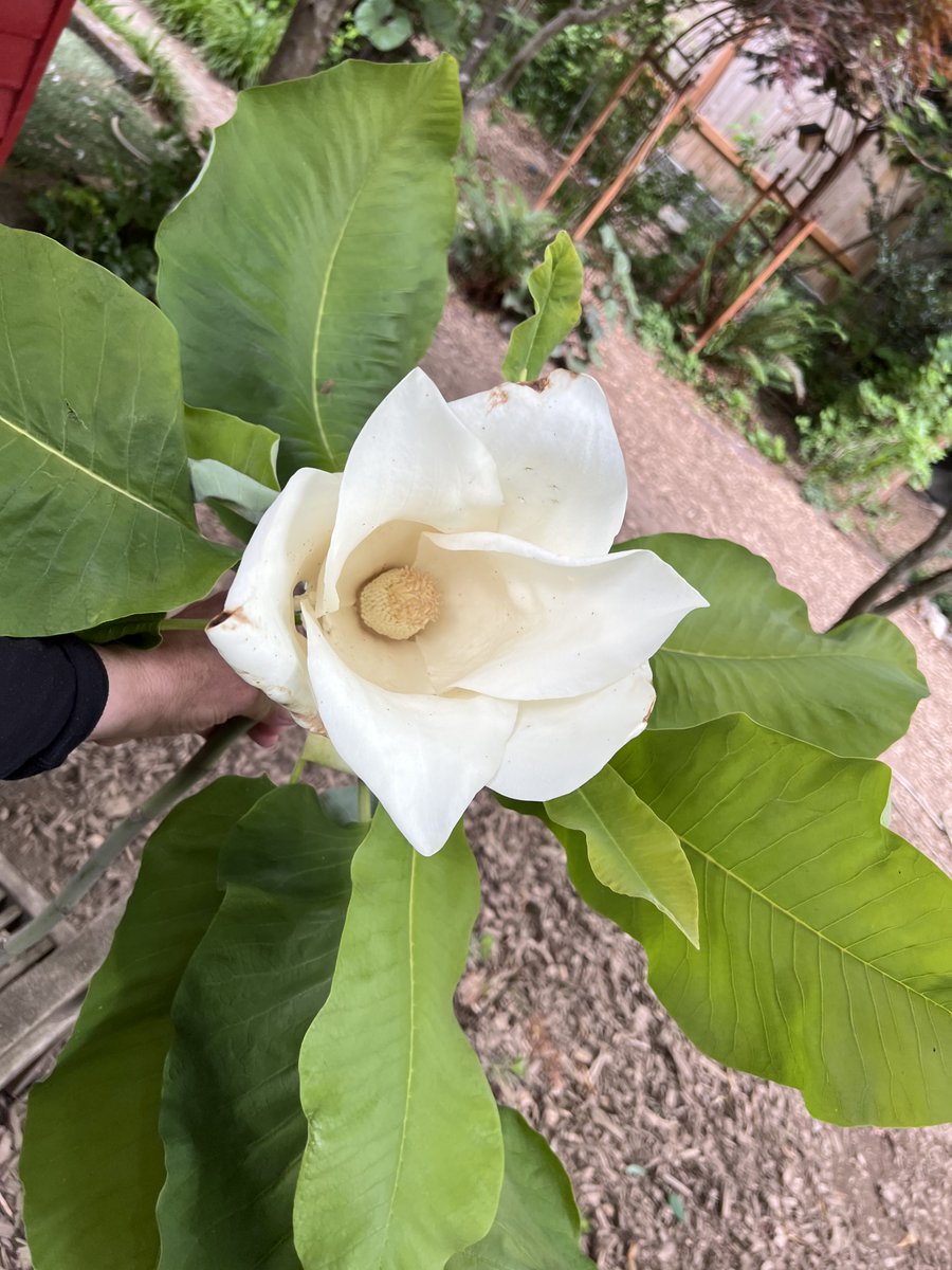 Magnolia Macrophylla is in bloom. This bloom fell to the ground last night.