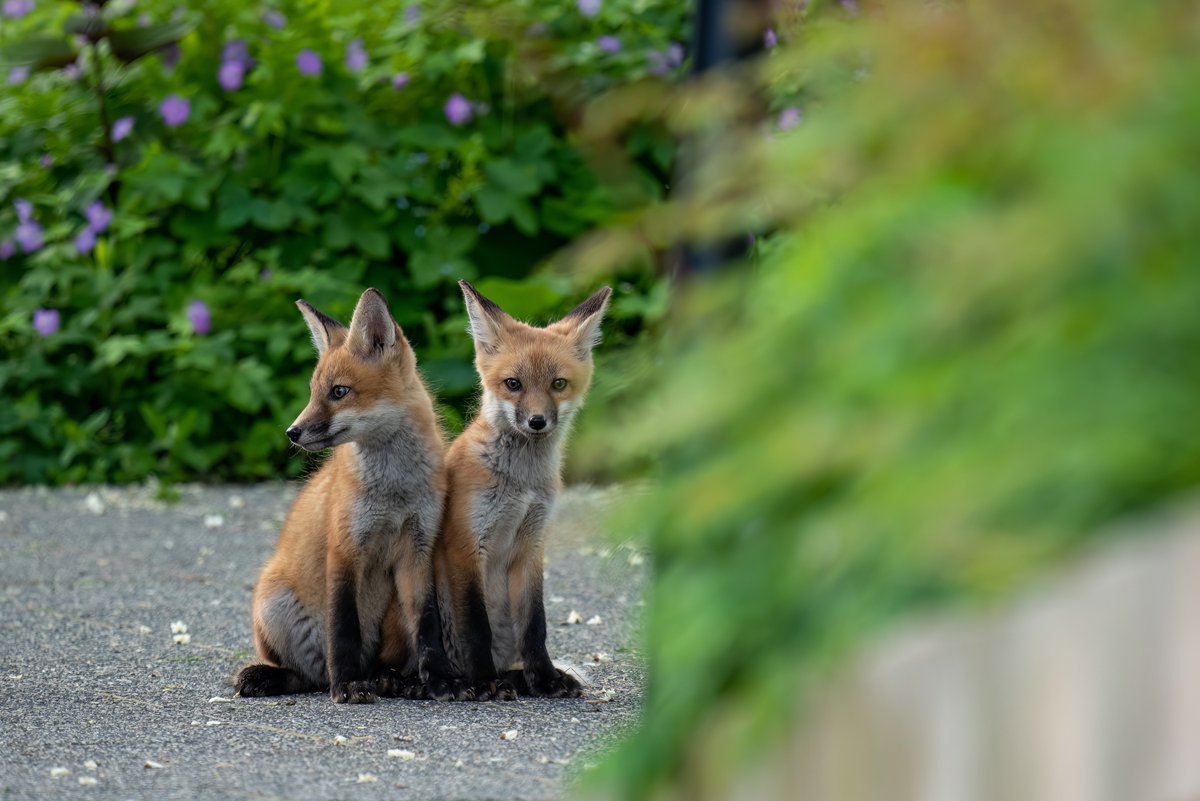 cshimala's tweet photo. Sunday morning with the Fox pups of Chicago's Lurie Garden. It appeared they were patiently waiting for a parent to come back with breakfast, but were left alone for over an hour and eventually retired back into their den at 7:22am https://t.co/45bGyuX5oJ
