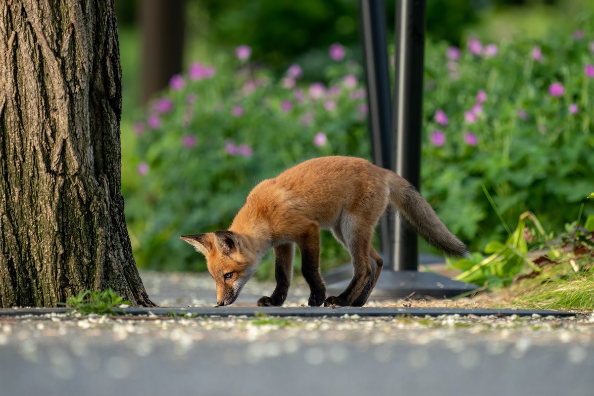 cshimala's tweet photo. Sunday morning with the Fox pups of Chicago's Lurie Garden. It appeared they were patiently waiting for a parent to come back with breakfast, but were left alone for over an hour and eventually retired back into their den at 7:22am https://t.co/45bGyuX5oJ