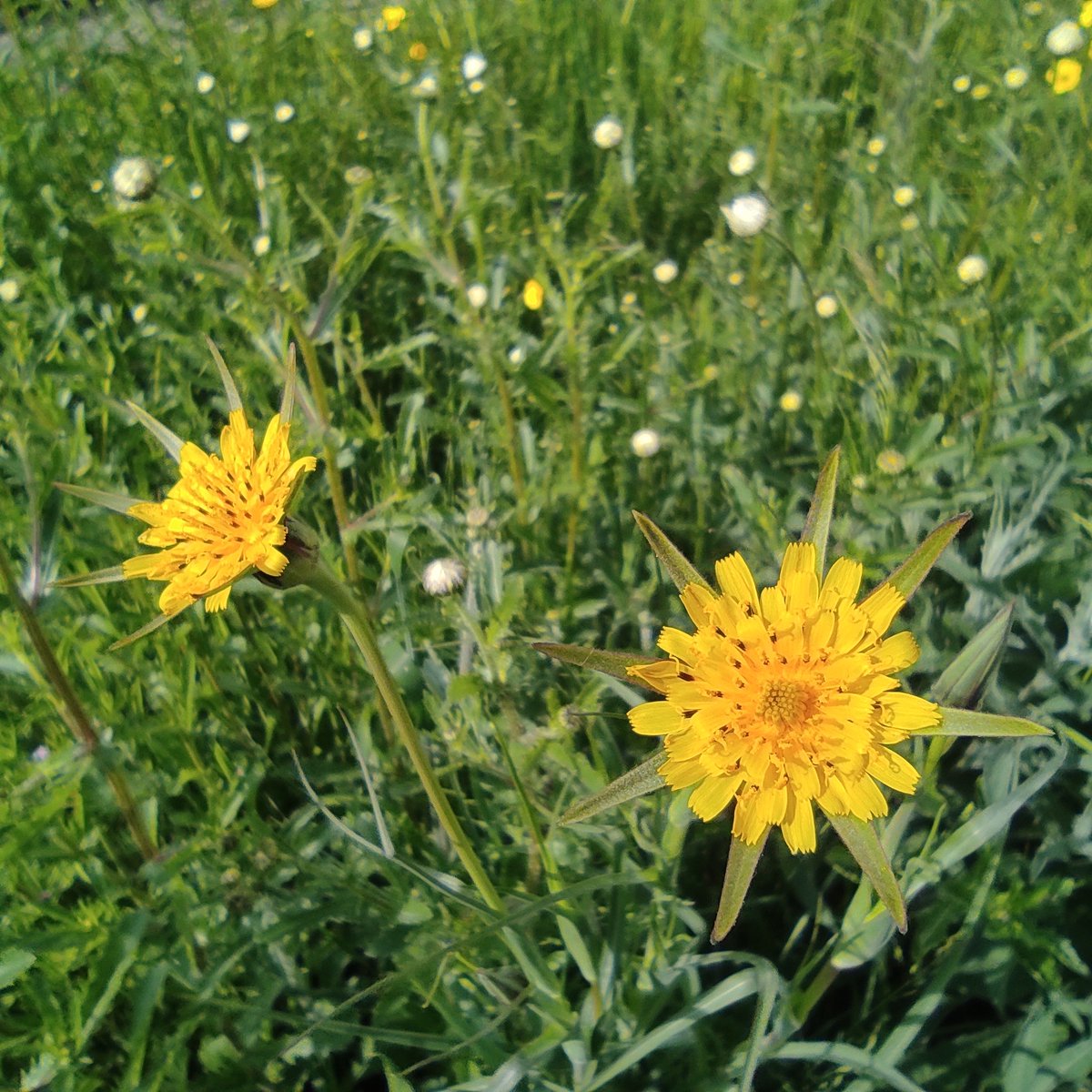 grahammoorby's tweet photo. Really pleased to have flowering #goatsbeard in my front garden #wildflower patch after spreading seed last year #Wildflowerhour #Cambridgeshire #NoMowMay https://t.co/HoxnlDl8Ve