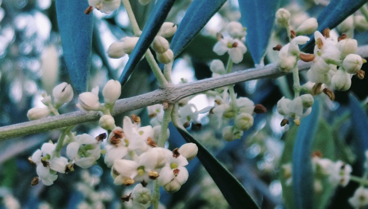 Fiori d'olivo Presidio Slowfood