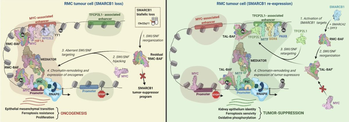 Long story short, we found that SMARCB1 is an essential cofactor of TFCP2L1, a master transcription factor of the distal nephron, that together orchestrate a tumor-suppressor program involving a lineage-specific sensitivity to ferroptosis.
