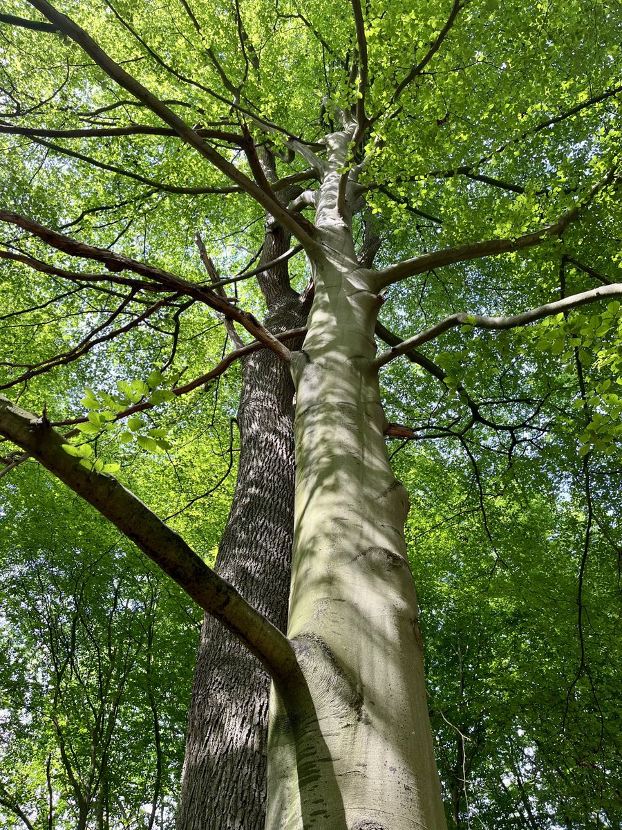 mathilebrandts's tweet photo. Veteran buddies #oak &amp; #beech https://t.co/IlKVCCSl4n
